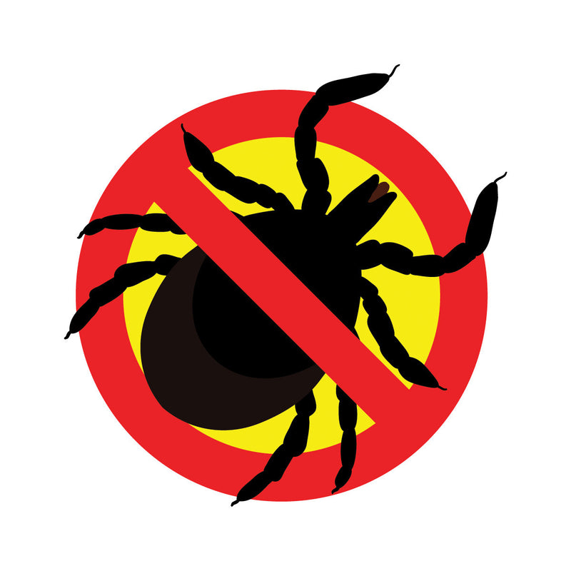 4 Effective Ways to Guard Against Ticks