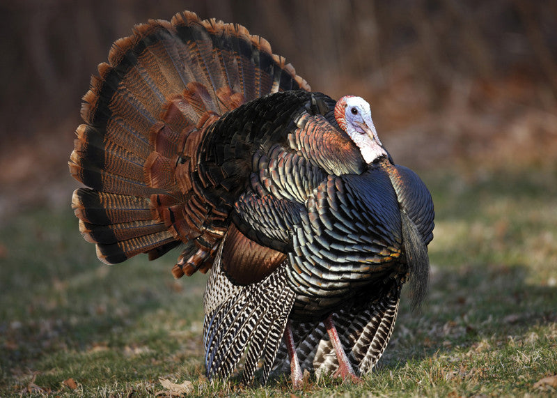 Why Base Layer Clothing Is Essential To A Successful Turkey Hunt